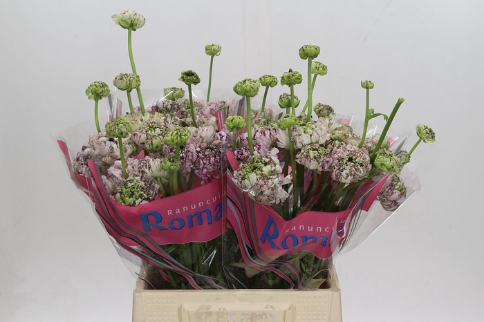 Ranunculus Brushmark Seti