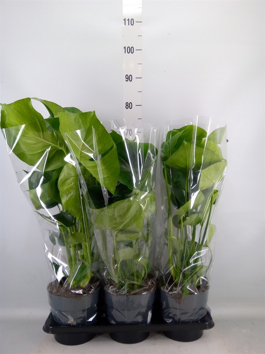 <h4>Monstera delic.</h4>