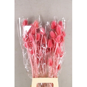 DF Dipsacus Pink Bs 130g