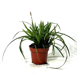 Carex 'Ice Dance' p12