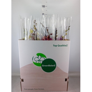 Phalaenopsis   ...mix