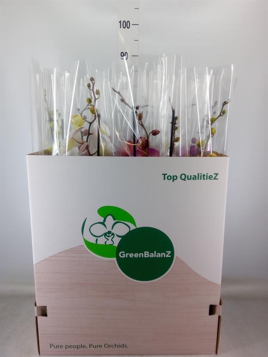 <h4>Phalaenopsis   ...mix</h4>