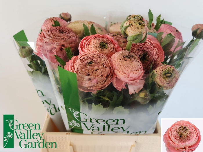 <h4>RAN AAZUR ANTIQ ROSE</h4>