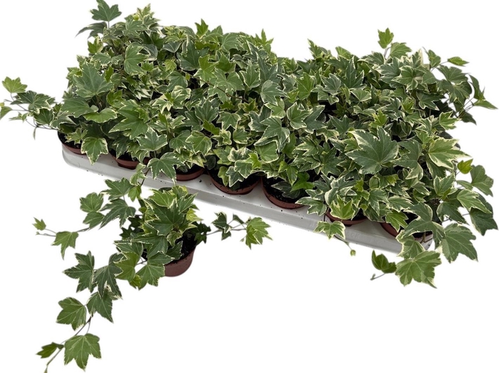 <h4>HED HE WHITE RIPPLE</h4>