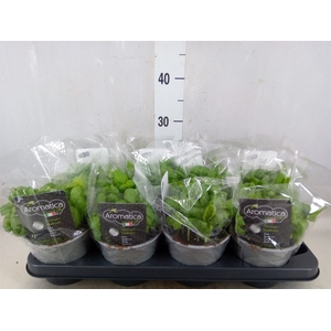 Ocimum basilicum