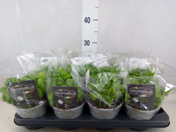 <h4>Ocimum basilicum</h4>
