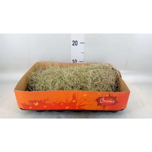 Tillandsia usneoides