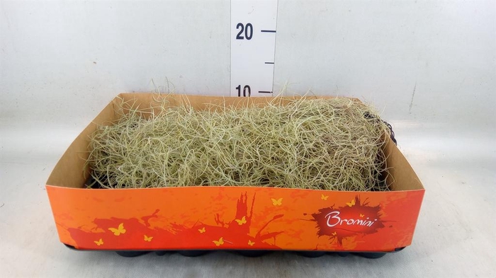 <h4>Tillandsia usneoides</h4>