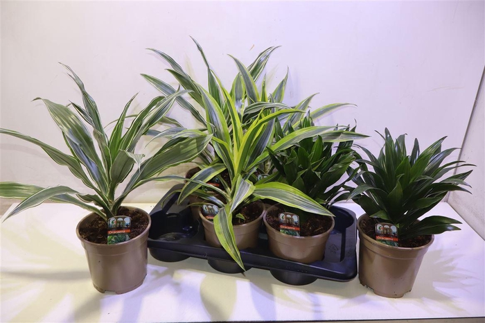 <h4>arr8 Dra Gem</h4>