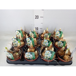 Narcissus taz. 'Geranium'