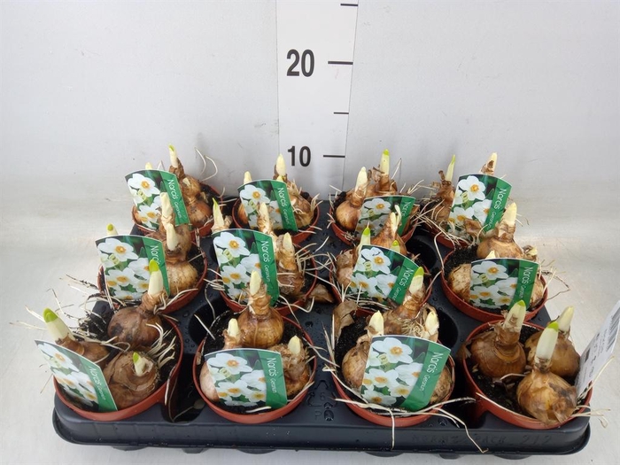 <h4>Narcissus taz. 'Geranium'</h4>