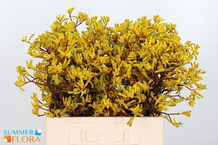 <h4>ANIGOZ GOLD FEVER</h4>