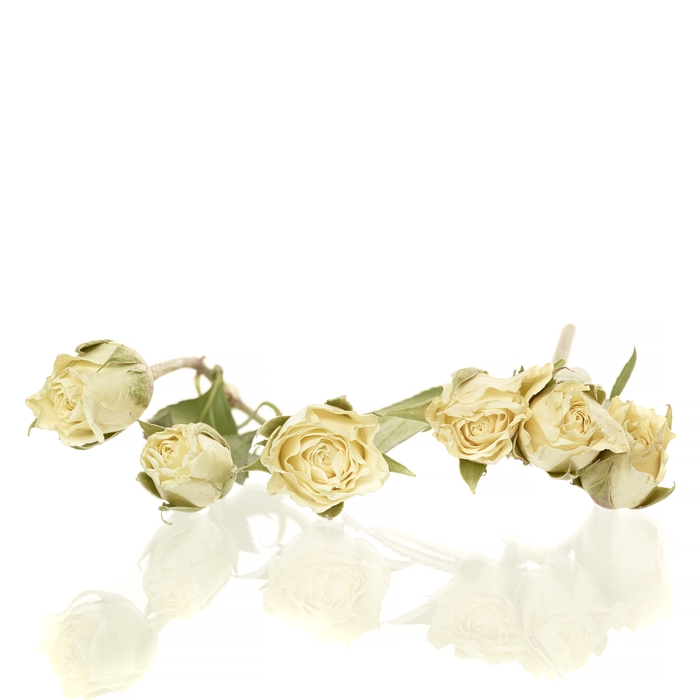 Sprayroses 20pc cream