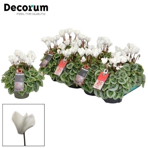 <h4>Cyclamen Picasso White P11</h4>