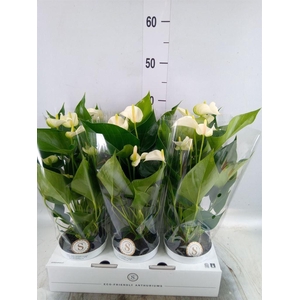 Anthurium andr. 'White Champion'