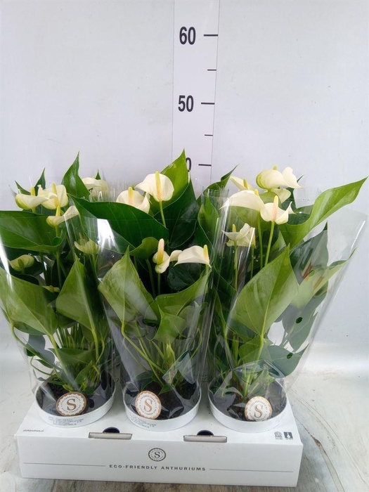 <h4>Anthurium andr. 'White Champion'</h4>