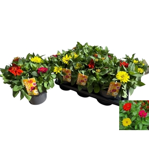 ZINNIA GEM