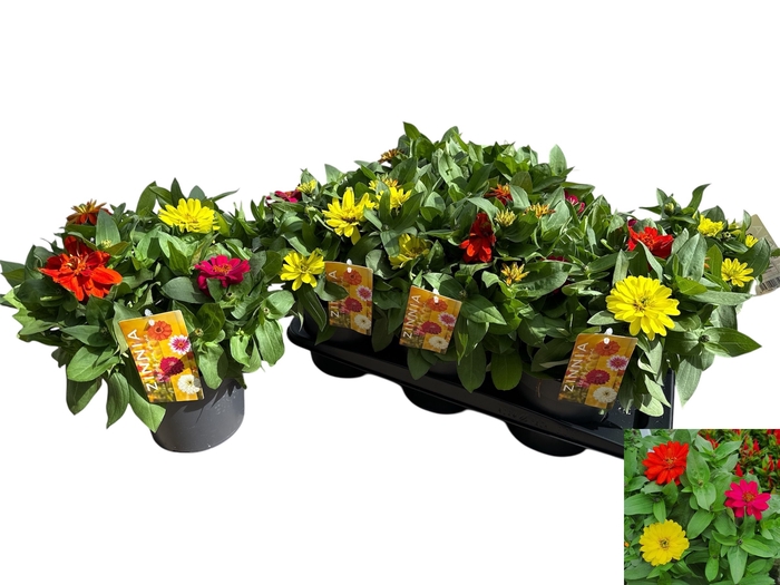 <h4>ZINNIA GEM</h4>