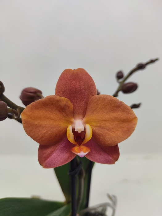 <h4>Limited 52 week 2</h4>