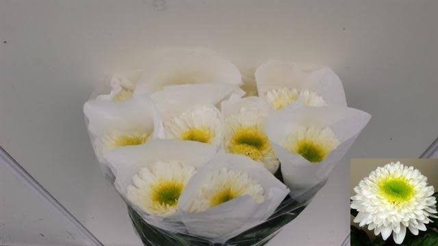 <h4>CHR E INGA ANGEBOT</h4>