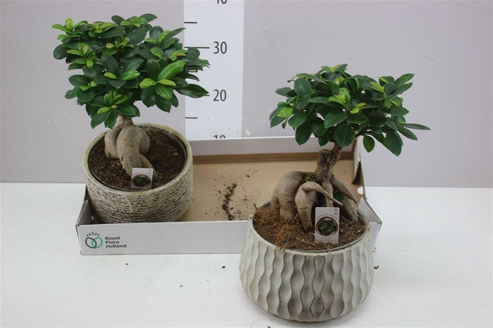 <h4>Ficus Ginseng Luxe Keramiek</h4>