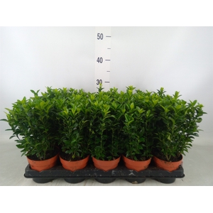Euonymus japon. 'Green Spire'