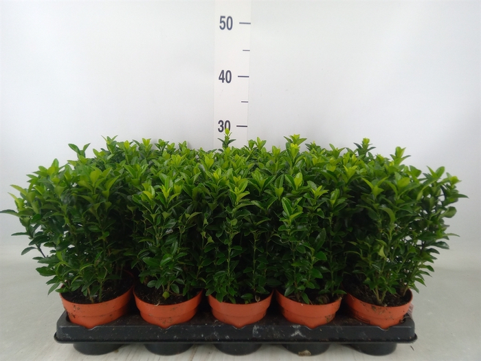 <h4>Euonymus japon. 'Green Spire'</h4>