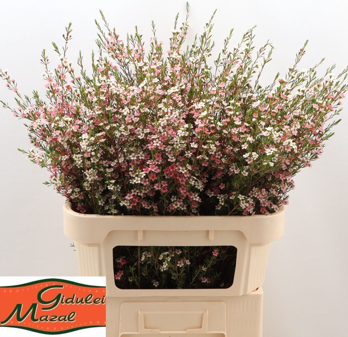 <h4>Chamelaucium "Strawberry siurprize" 90gr</h4>