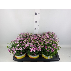 Dianthus allw. 'Lucky Lips Lena'