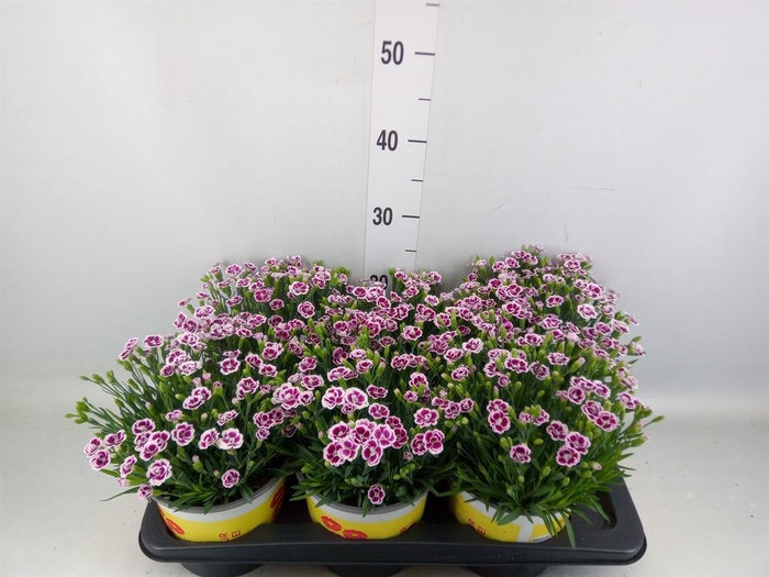 <h4>Dianthus allw. 'Lucky Lips Lena'</h4>