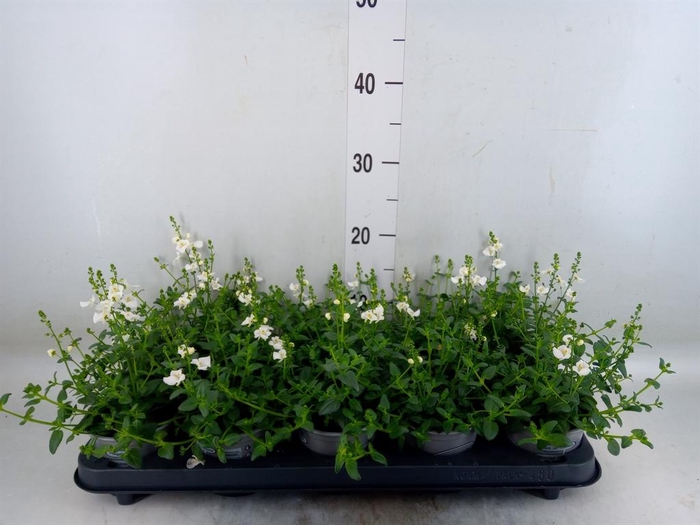 <h4>Diascia barberae</h4>