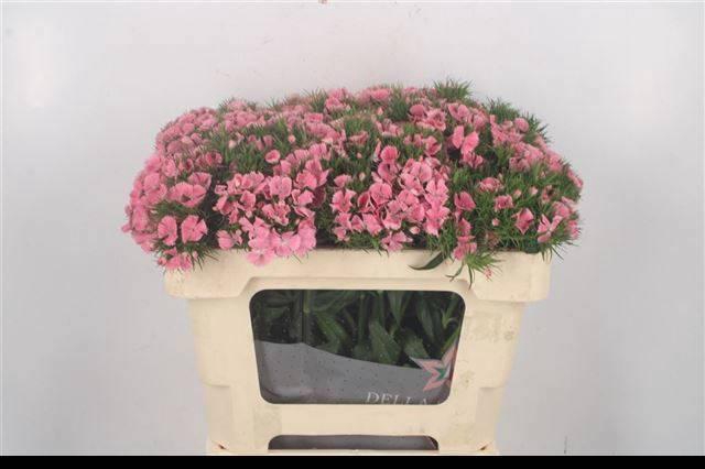 <h4>DI BARB EARL BRE</h4>