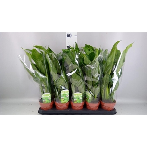 Spathiphyllum  'Diamond'