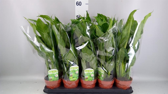 <h4>Spathiphyllum  'Diamond'</h4>