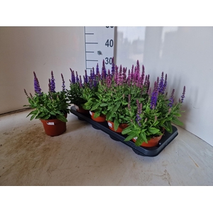 SALVIA NE OV