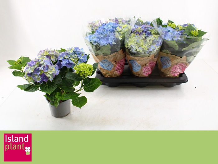 <h4>HYDR M EARLY BLUE</h4>