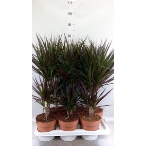 Dracaena marg. 'Magenta'