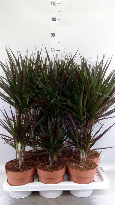 <h4>Dracaena marg. 'Magenta'</h4>