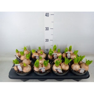 Hyacinthus orie. 'Pearl White'