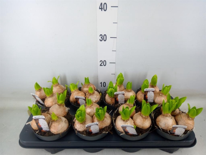 <h4>Hyacinthus orie. 'Pearl White'</h4>