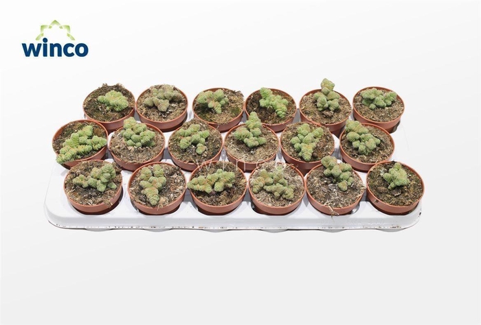 <h4>Crassula Columella</h4>