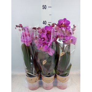Phalaenopsis multi. 'FC Perceva'