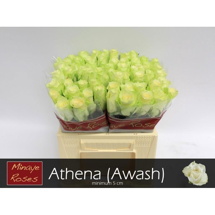 <h4>R Gr Athena</h4>