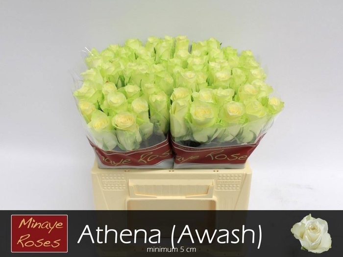 R Gr Athena
