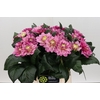 Dahlia Annamarie