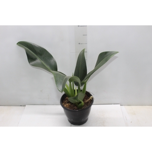 PHILODENDRON PACOVA P20