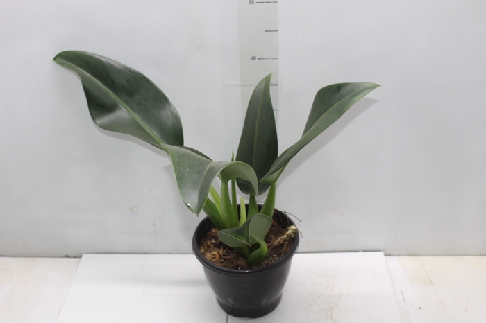 <h4>PHILODENDRON PACOVA P20</h4>