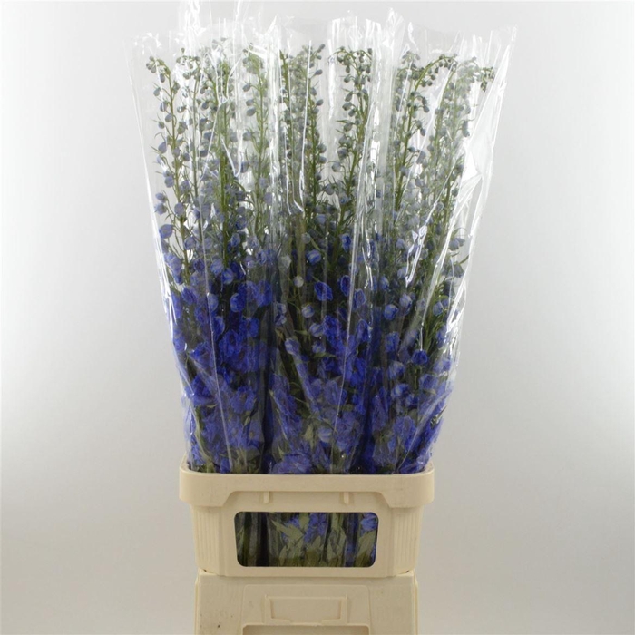 <h4>Delph Double Paars</h4>