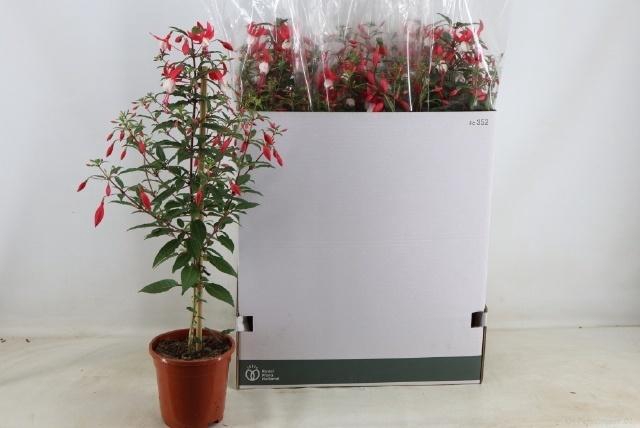 Fuchsia Ov Pink Op Stam