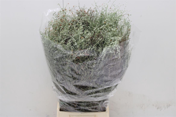<h4>Snijbloemen overig</h4>